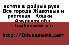 котята в добрые руки - Все города Животные и растения » Кошки   . Амурская обл.,Тамбовский р-н